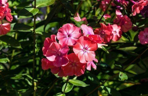 Осенний уход за флоксами