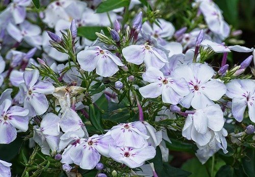 Болезни флоксов