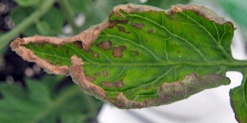 Поражение насекомыми