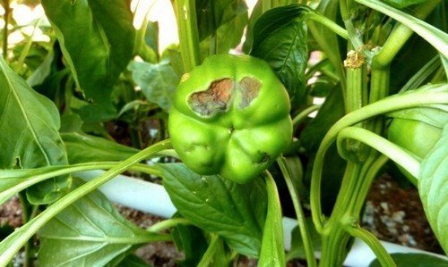 Вирусное поражение