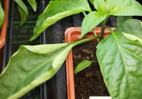 Сворачивание краев листьев