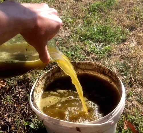 Жидкий коровяк