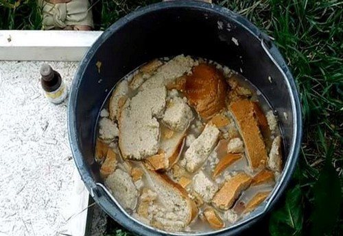 Подкормка хлебным настоем