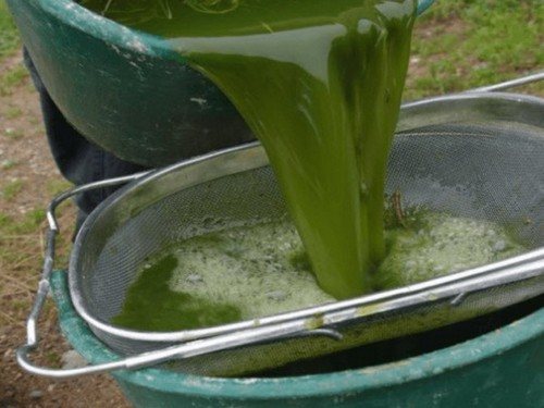 Подкормка зелёным удобрением