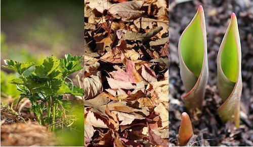 Правила мульчирования