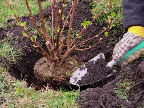 Посадка саженцев