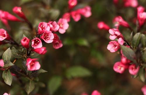 Посадка саженцев вейгелы