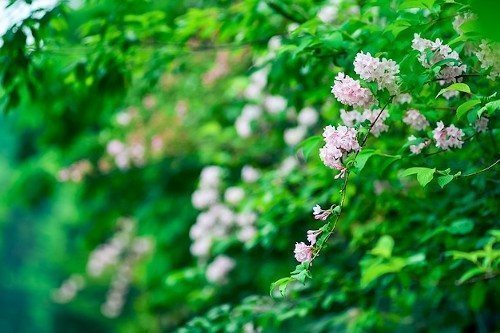 Кустарник вейгела