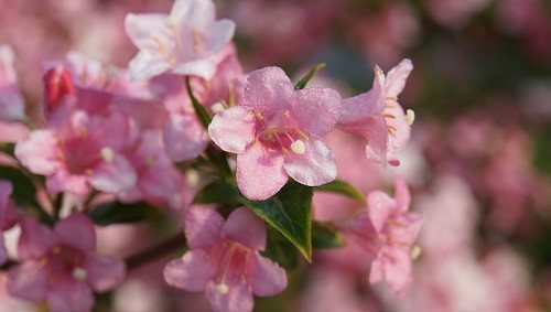 Удобрения для вейгелы