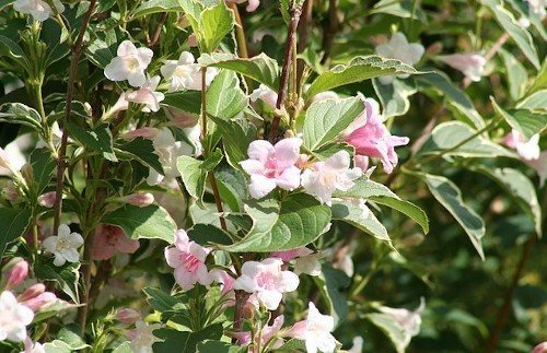 Обрезка вейгелы