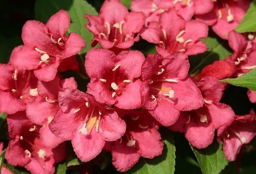 Полив кустарника