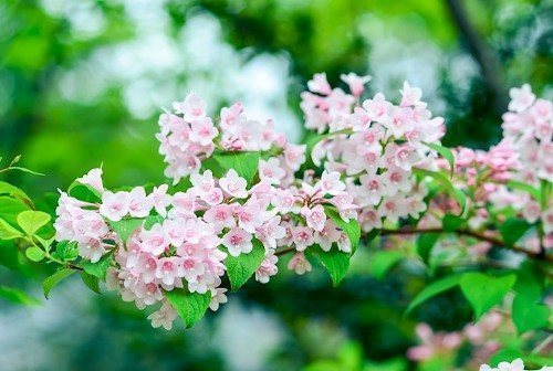 Болезни вейгелы