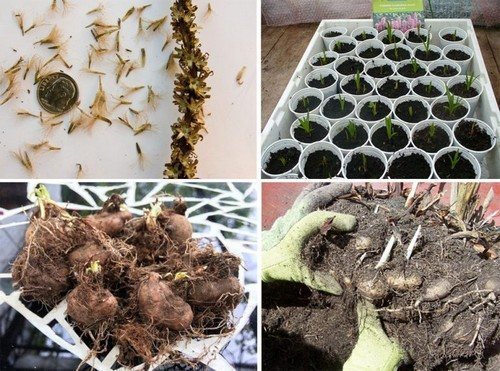 Сверкающая звезда