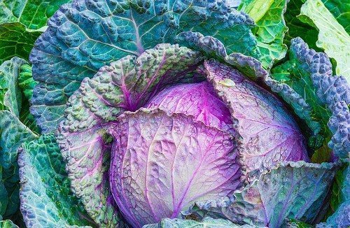 Краснокочанная капуста