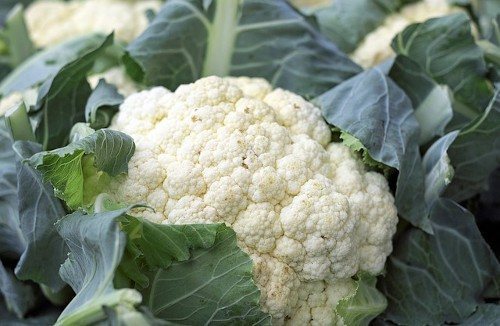 Субстрат для капусты