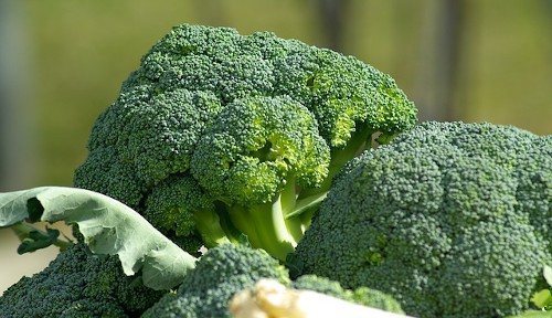 Посев капусты