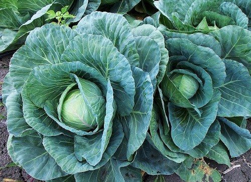 Сорт капусты