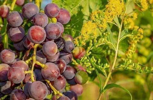 Подкормка виноградных кустов