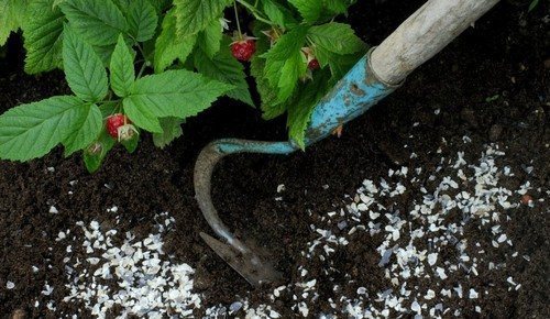 Подкормка малины