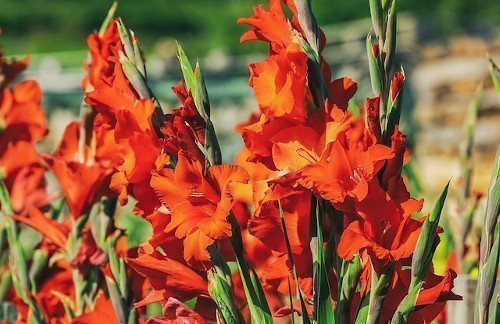 Качество луковиц