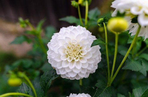 Сроки высадки