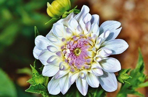 Подготовка луковиц