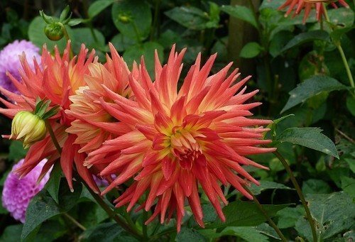 Удобрения для георгинов