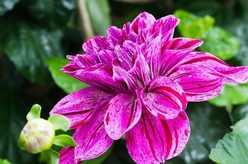 Уход после посадки георгинов