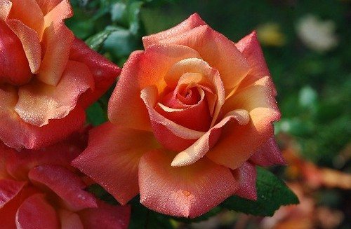 Как подкормить розы