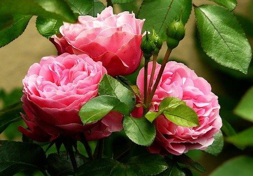 Чем подкормить розы