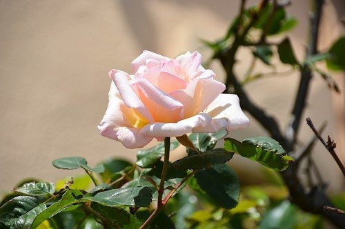 Рецепты удобрений