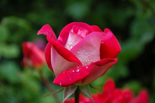 Удобрения для роз