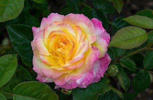 Рецепты удобрений