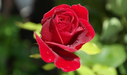 Рецепты подкормок