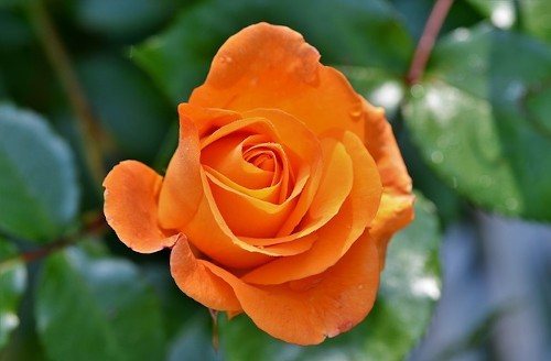 Как подкармливать розы