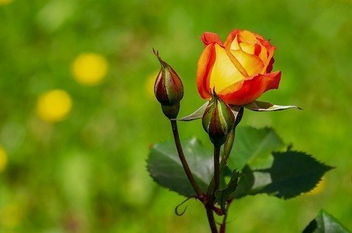 Корневая подкормка