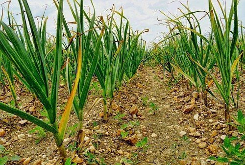 Всходы чеснока