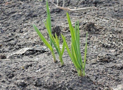 Как подкормить чеснок