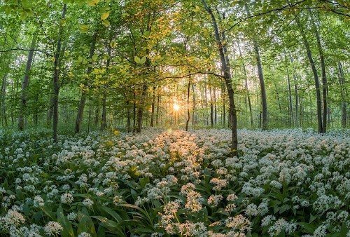 Удобрение для чеснока