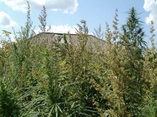 Захламление участка