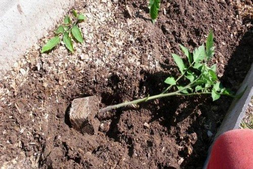 рассада томатов