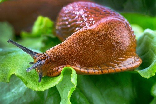 сбор слизней