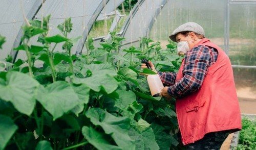 методы борьбы со слизнями