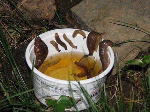 ловушка для слизней