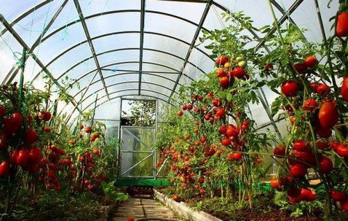 подвязка кустов