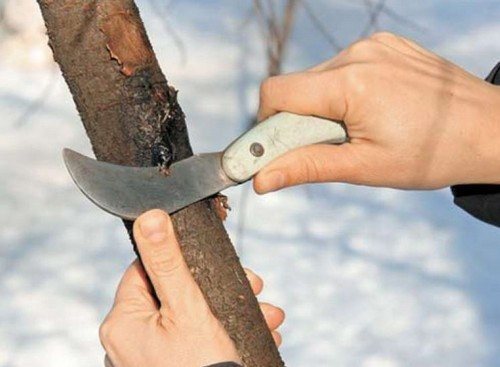 Лечение трещин на коре