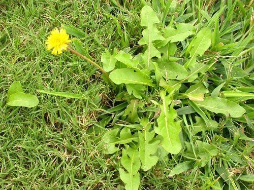 Участок с сорняками