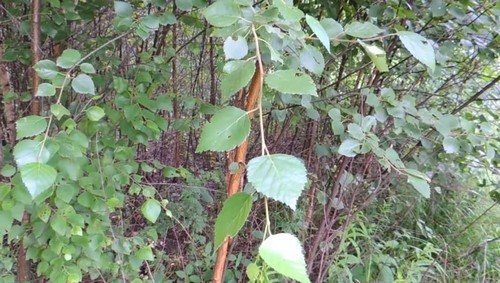 веник для бани