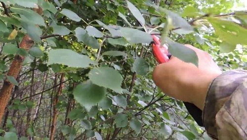 заготовка веников