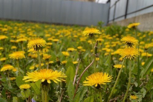 pyatna_ot_oduvanchikov_kak_i_chem_otstirat_sledy-2